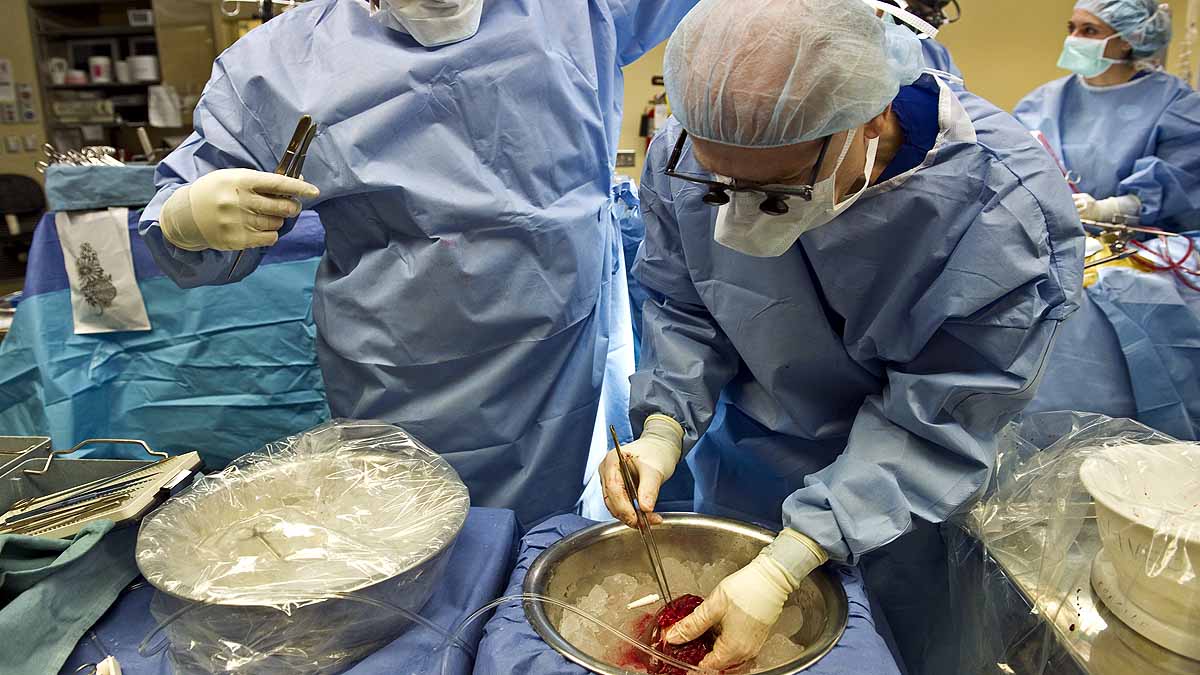 transplantable livers in lab