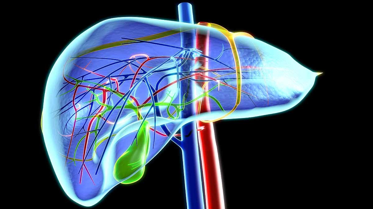 transplantable livers in lab