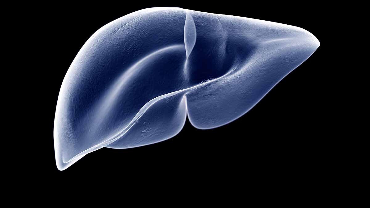 transplantable livers in lab