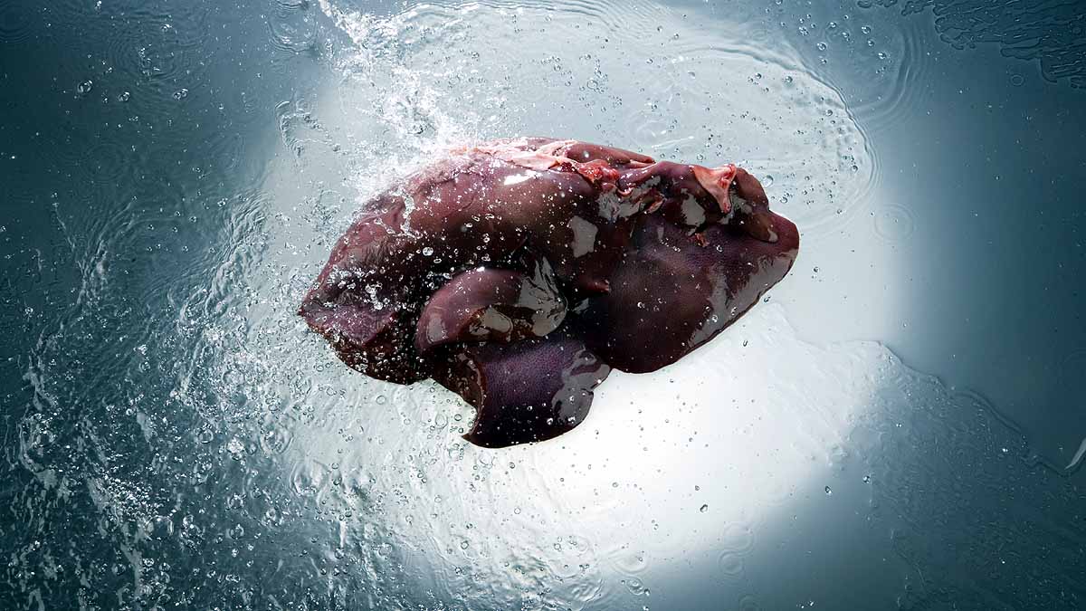 transplantable livers in lab