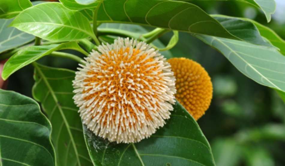 कदम के पेड़