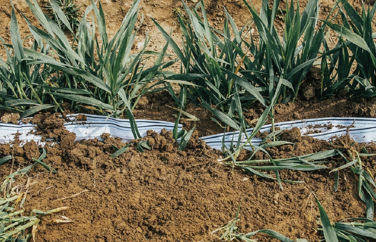 मिट्टी के अंदर सफेद अंडरवियर