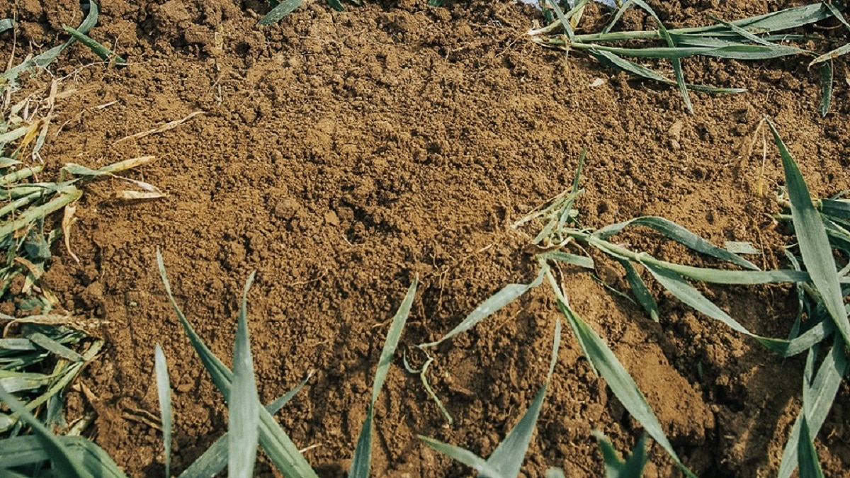 मिट्टी के अंदर सफेद अंडरवियर