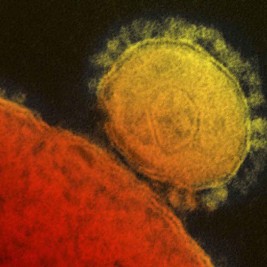  double mutant COVID-19 variant