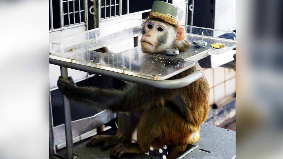 Animal Testing Spanish Lab