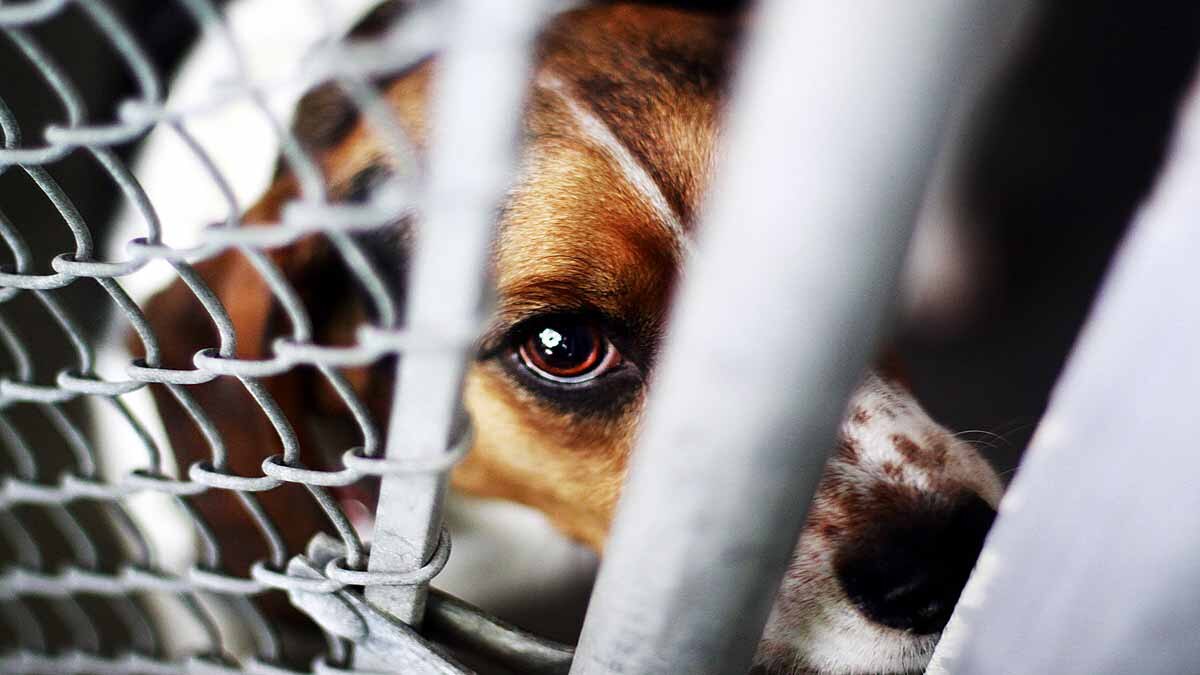 Animal Testing Spanish Lab