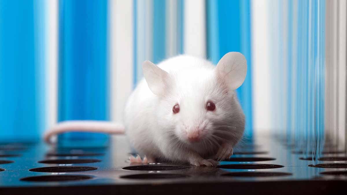 Animal Testing Spanish Lab