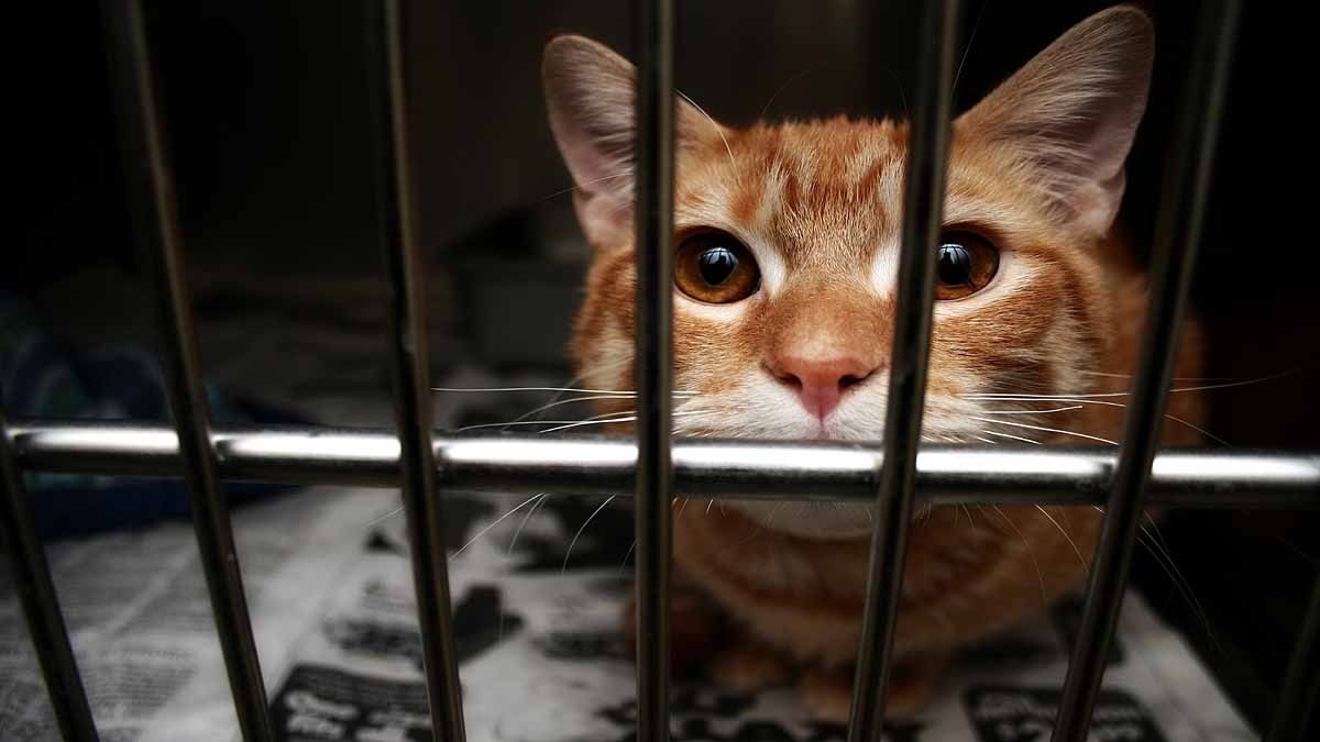 Animal Testing Spanish Lab