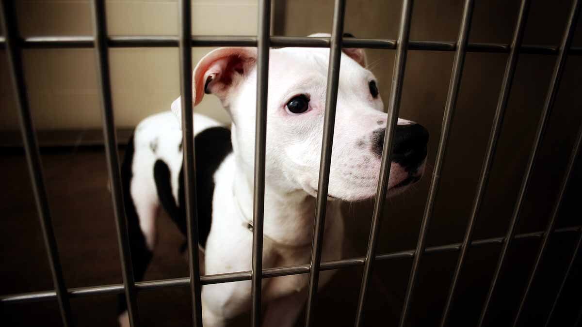 Animal Testing Spanish Lab