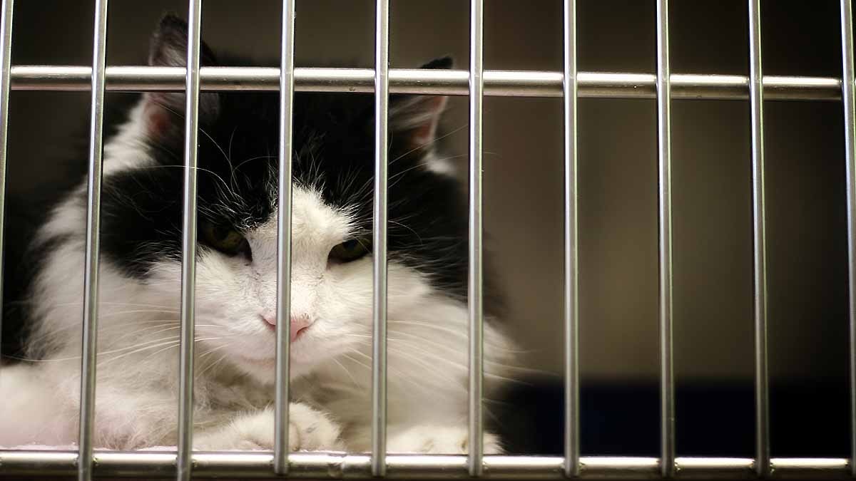 Animal Testing Spanish Lab