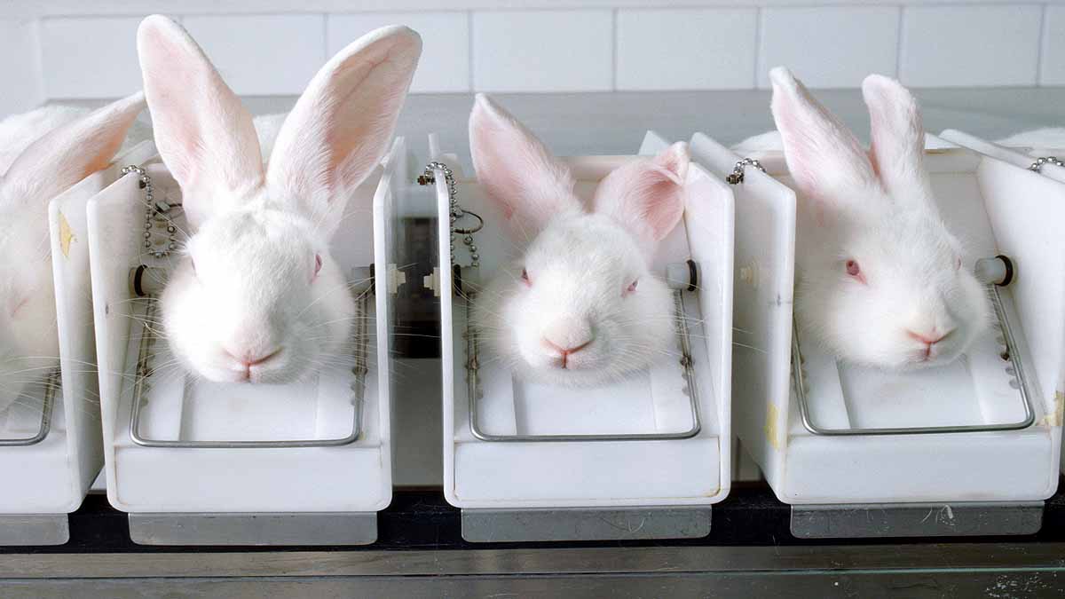 Animal Testing Spanish Lab