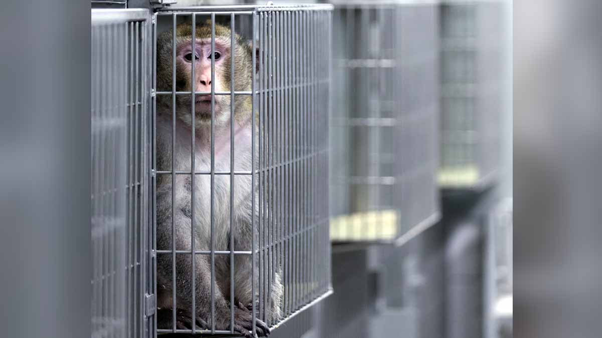 Animal Testing Spanish Lab