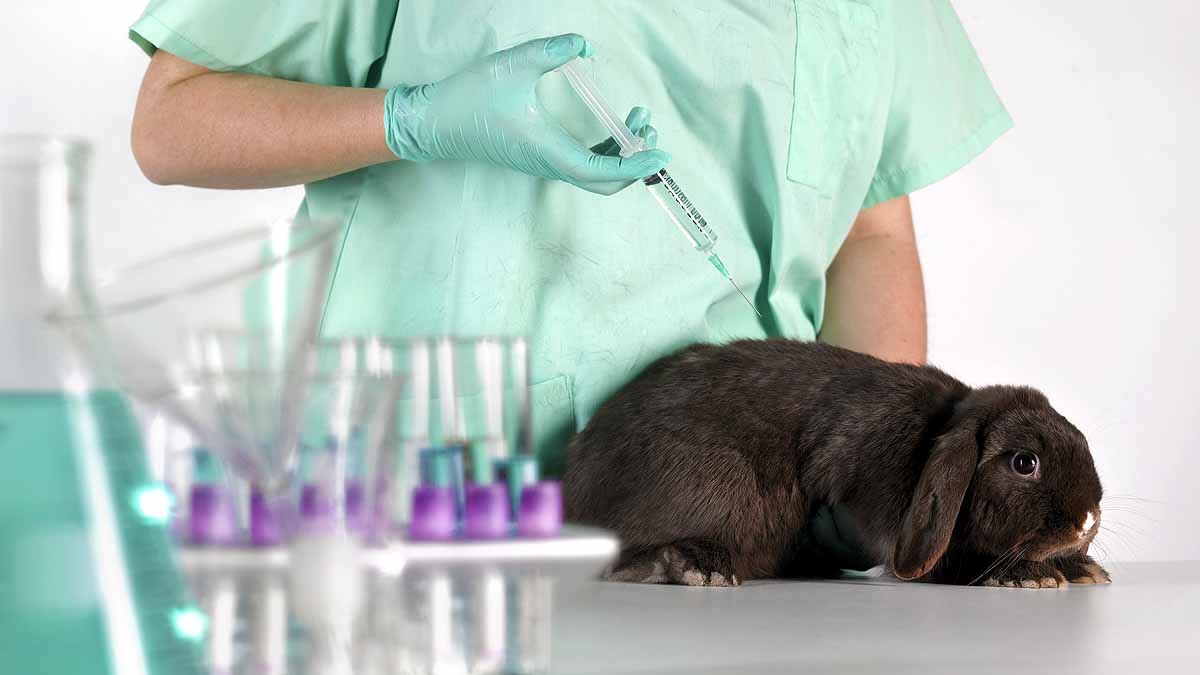 Animal Testing Spanish Lab