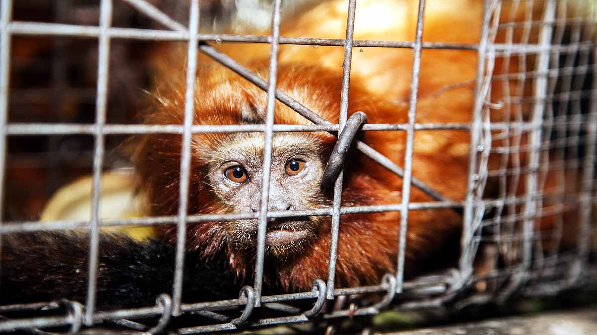 Animal Testing Spanish Lab