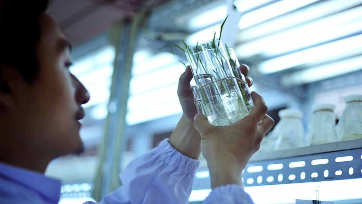 New Coronavirus Wuhan Agricultural Lab