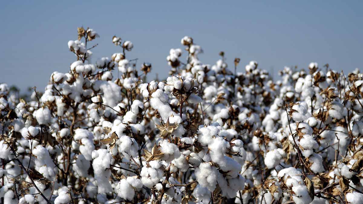 New Coronavirus Wuhan Agricultural Lab