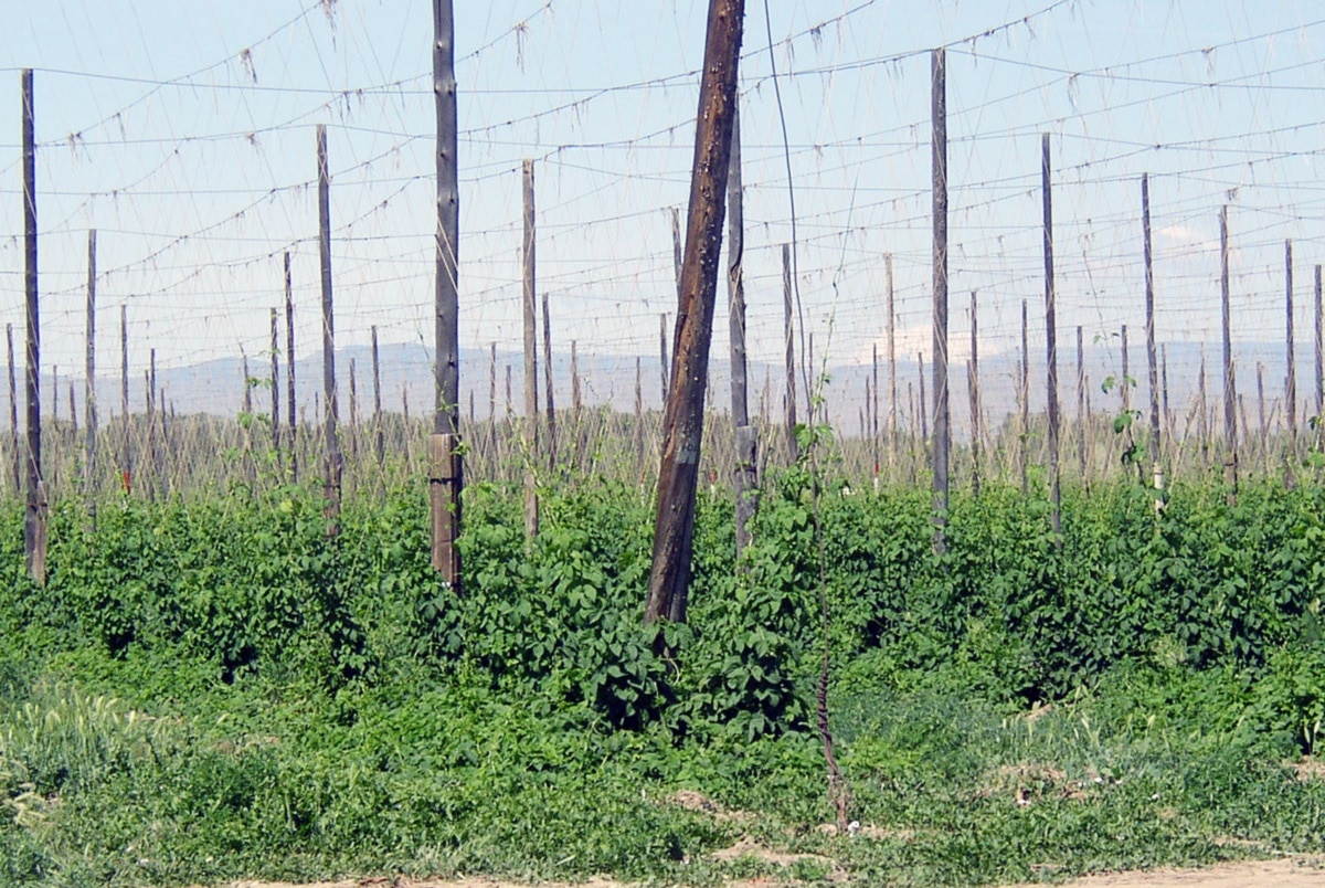hop shoot crop