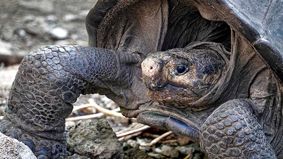 Turtle Extinct 100 years Ago is alive