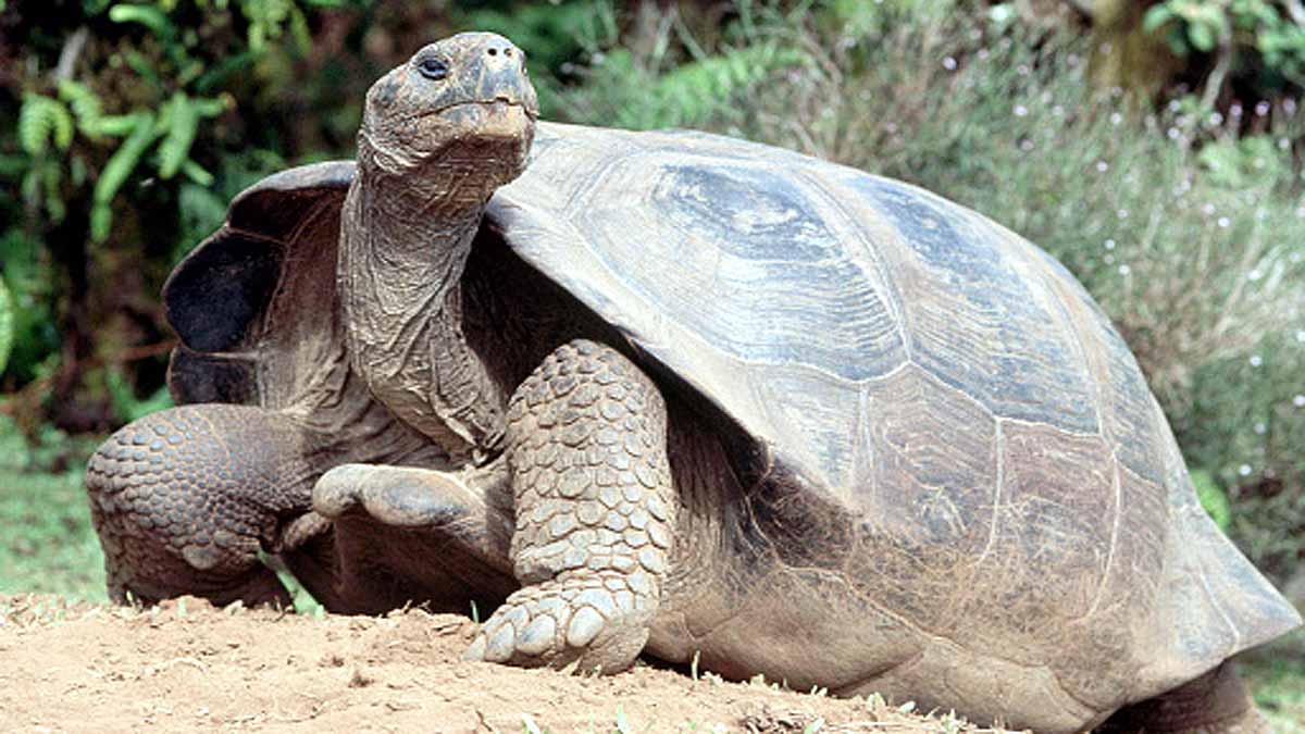Turtle Extinct 100 years Ago is alive