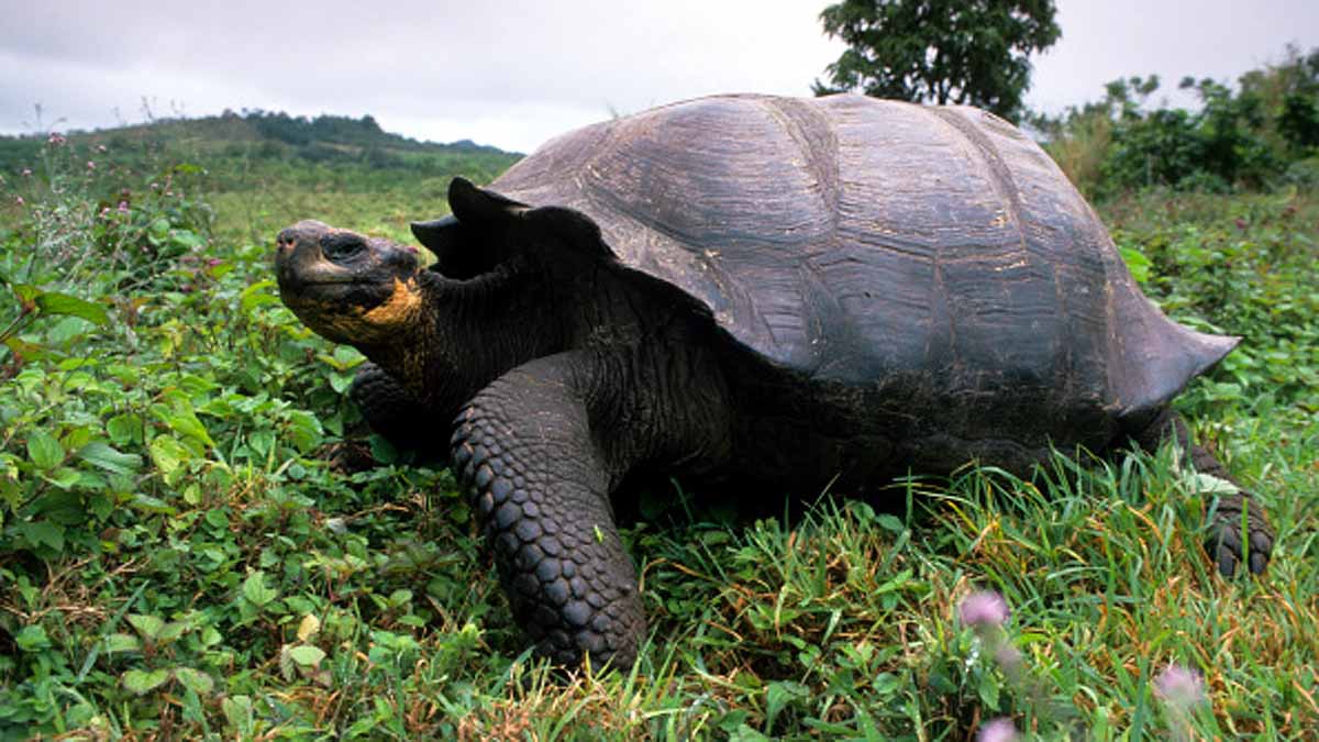 Turtle Extinct 100 years Ago is alive