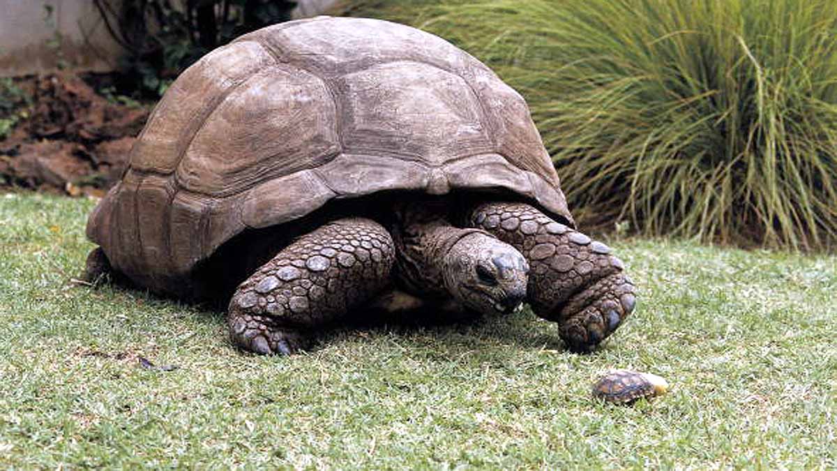 Turtle Extinct 100 years Ago is alive