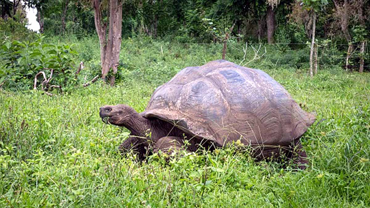 Turtle Extinct 100 years Ago is alive