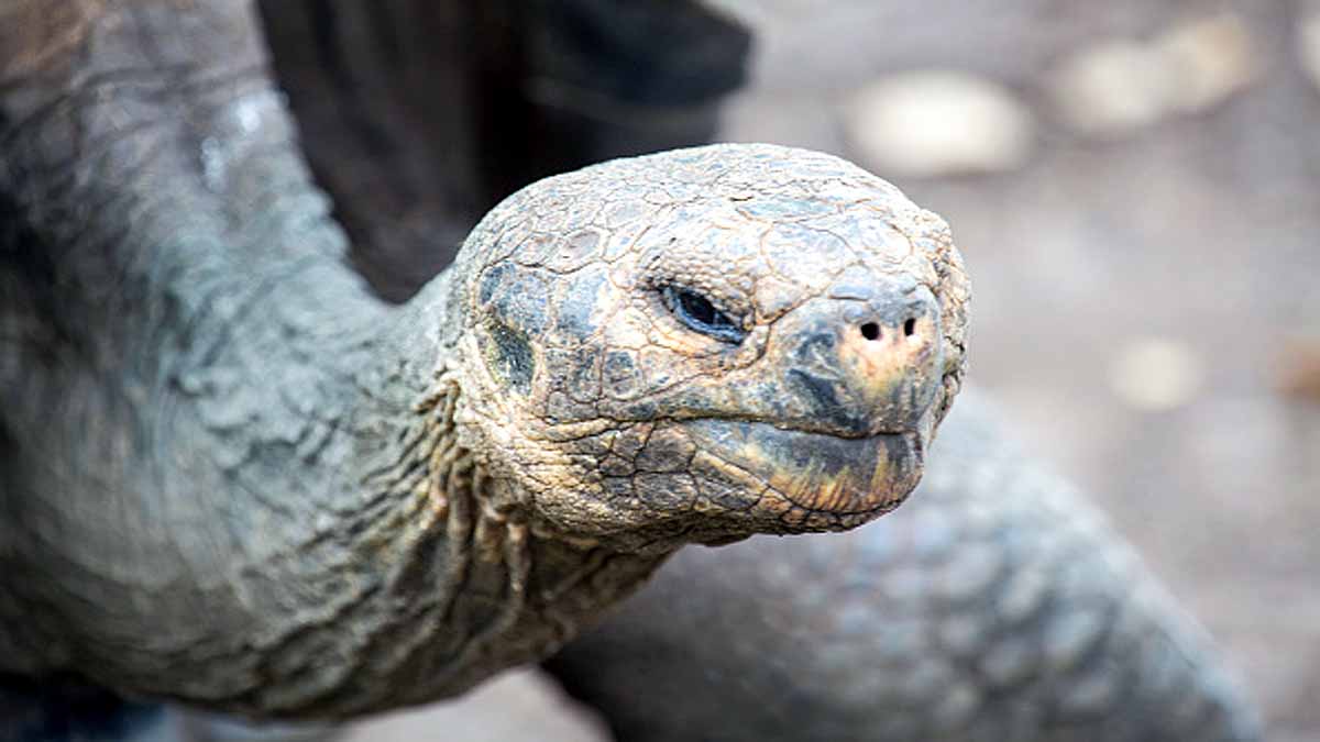 Turtle Extinct 100 years Ago is alive