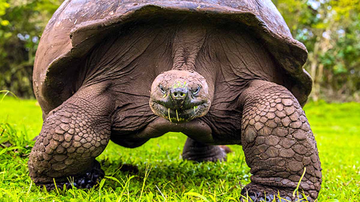 Turtle Extinct 100 years Ago is alive