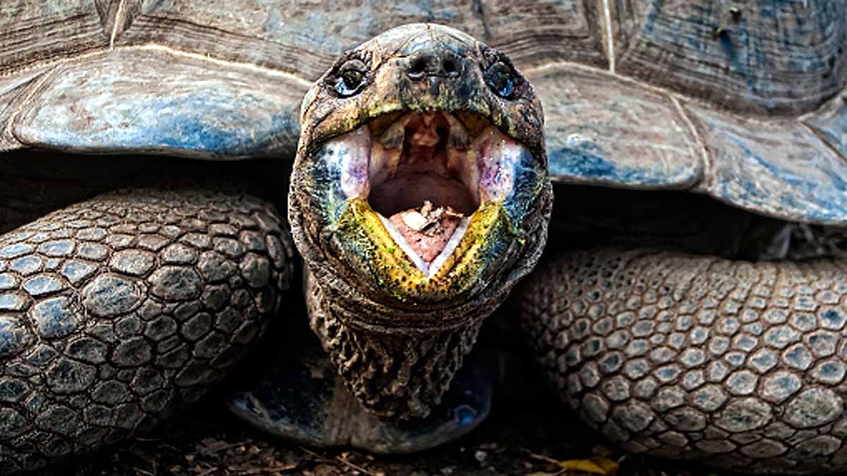 Turtle Extinct 100 years Ago is alive