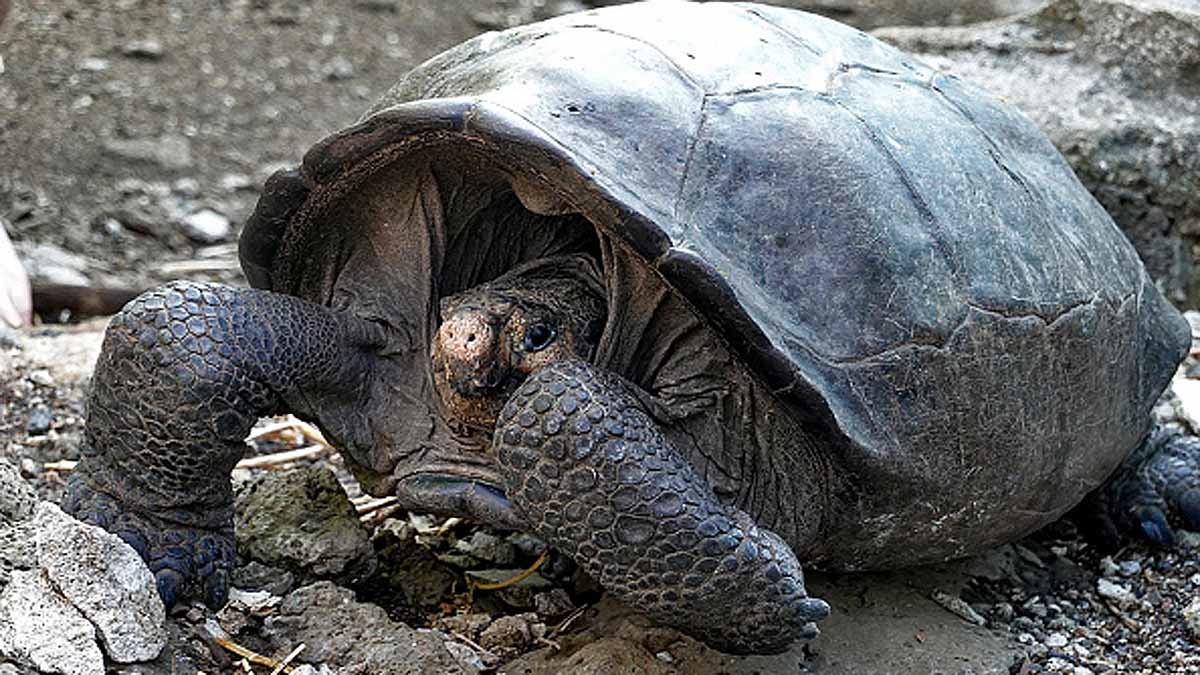 Turtle Extinct 100 years Ago is alive