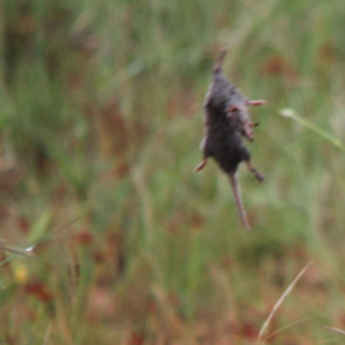 rodents flying from sky