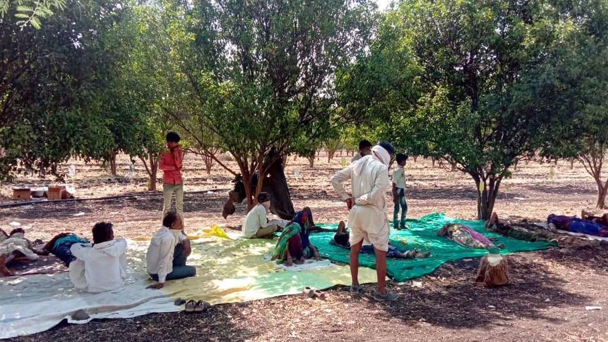  खेत में पेड़ पर लटका कर चढ़ाई जा रही बॉटल, लोगों की जान से खेल रहे हैं झोलाछाप डॉक्टर