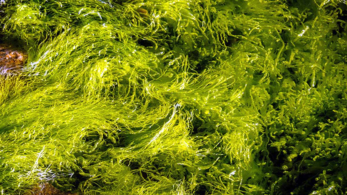 Maggots & Algae Future Food