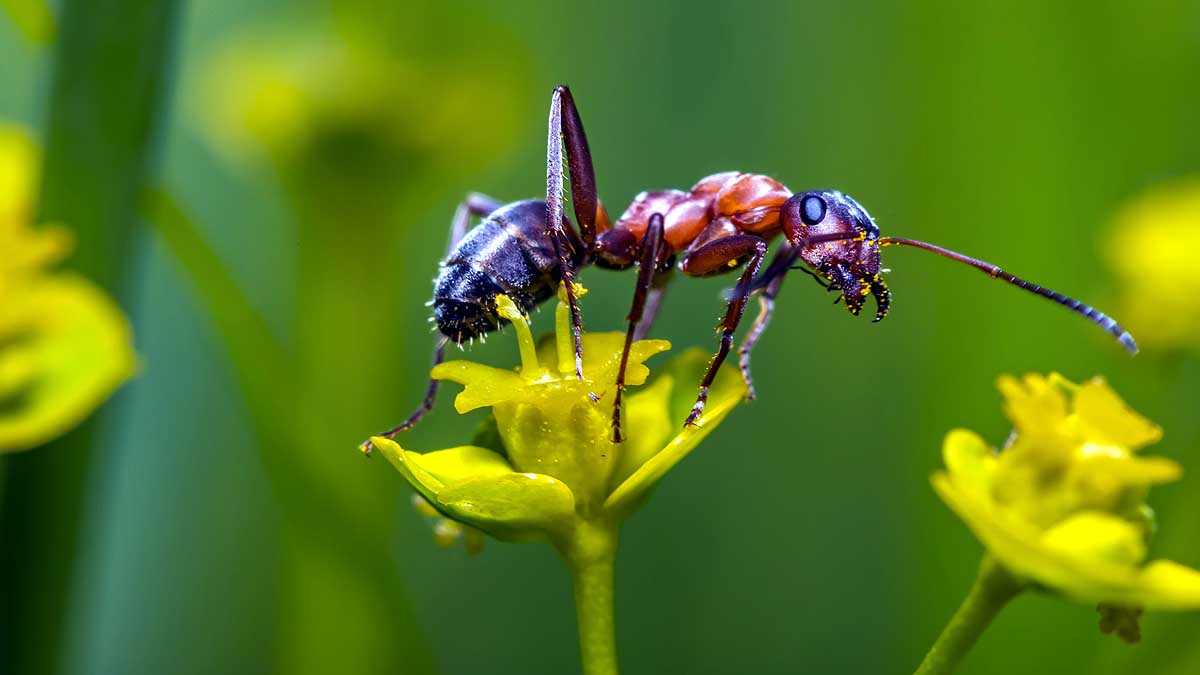 Animals self Amputate