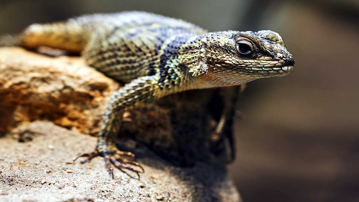 Animals self Amputate