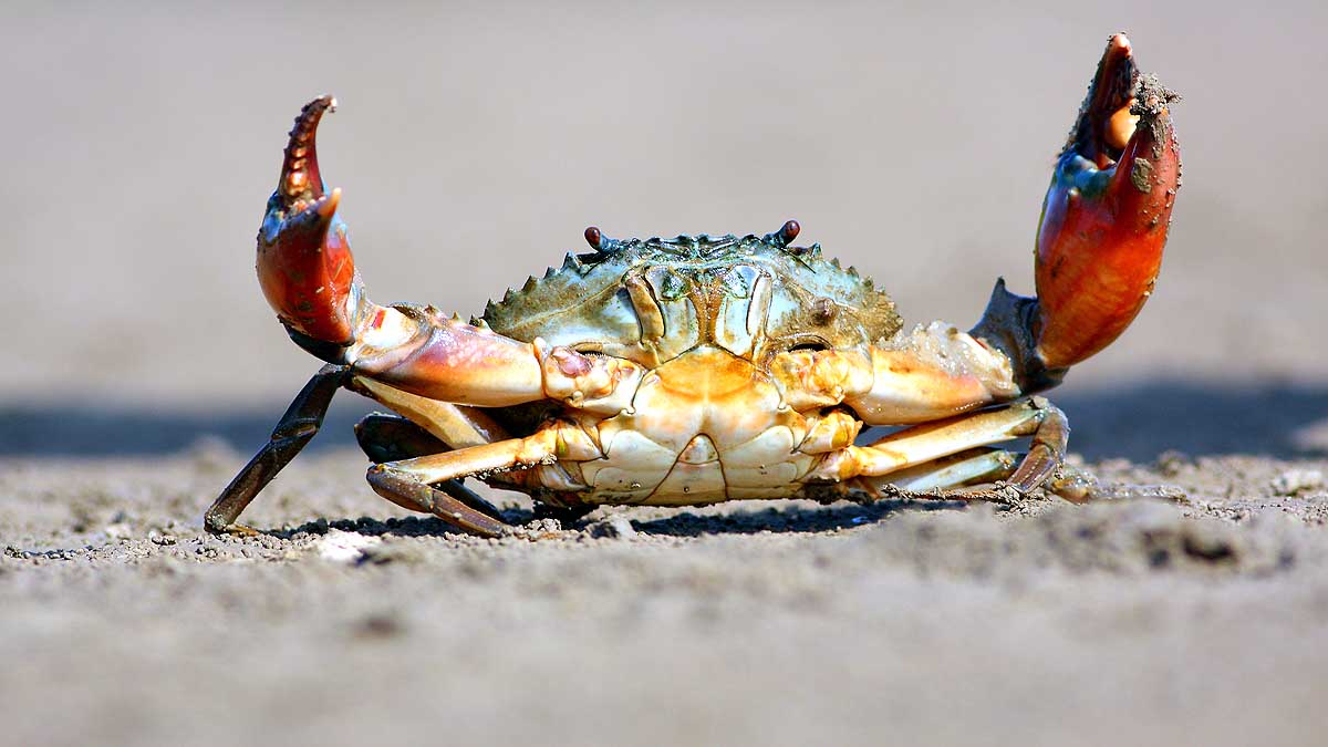 Animals self Amputate