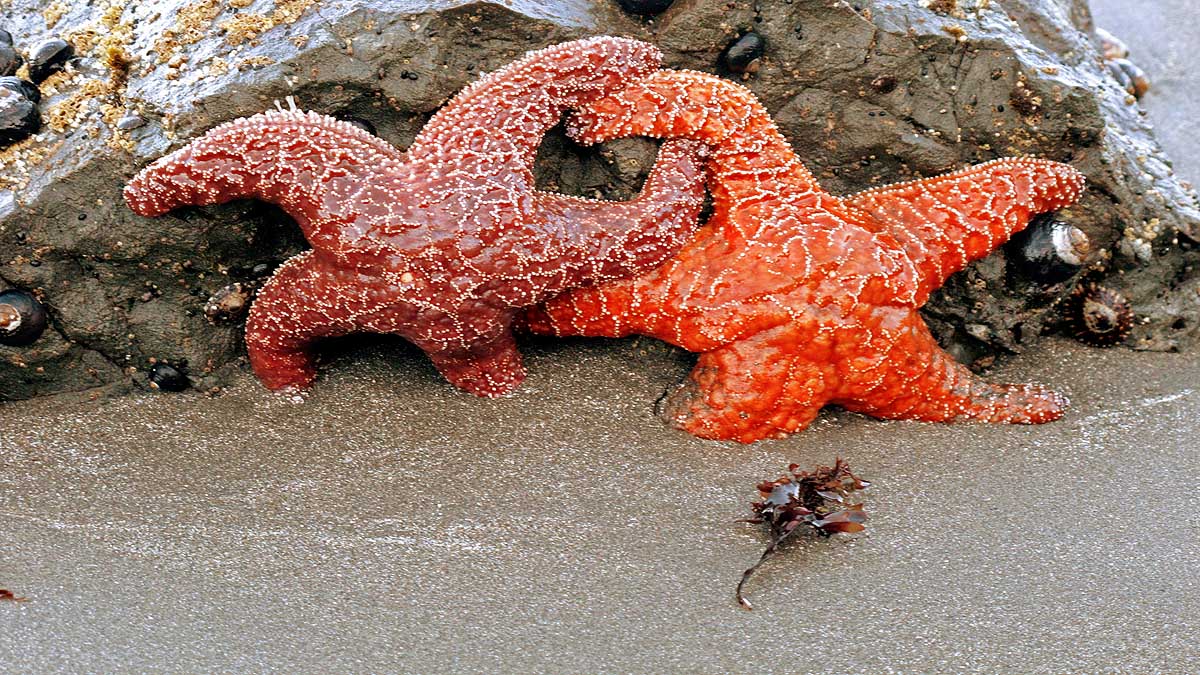 Animals self Amputate