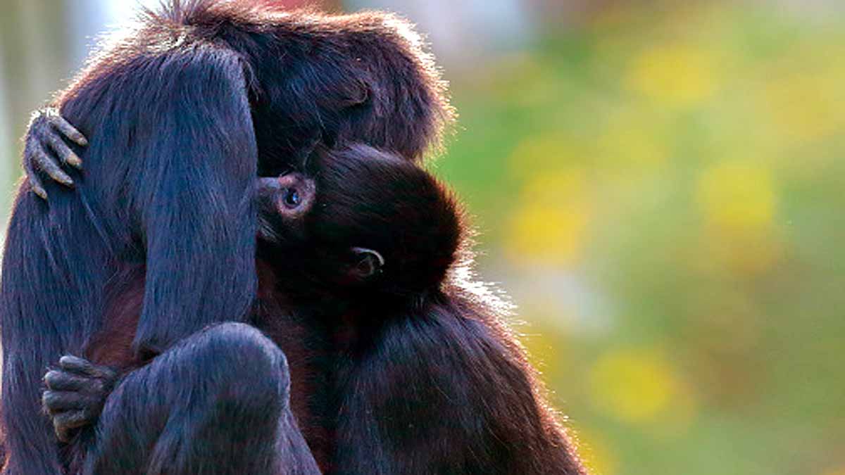 Do Animals Hug Each Other