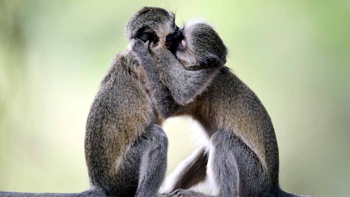 Do Animals Hug Each Other