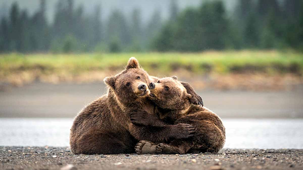 Do Animals Hug Each Other