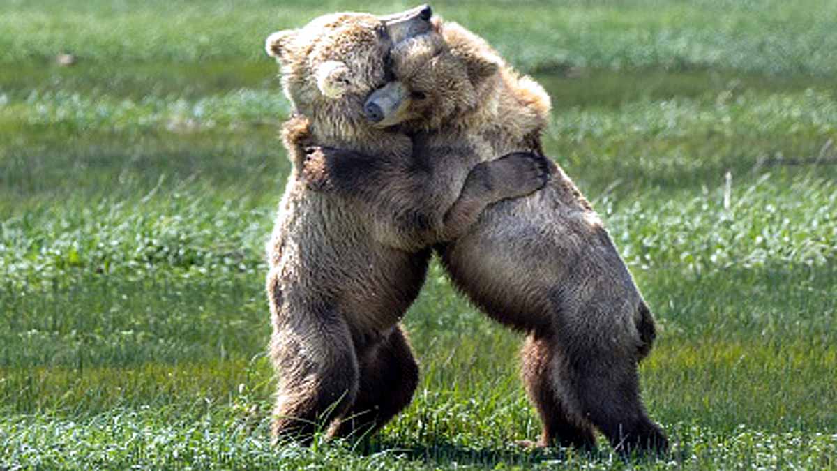 Do Animals Hug Each Other