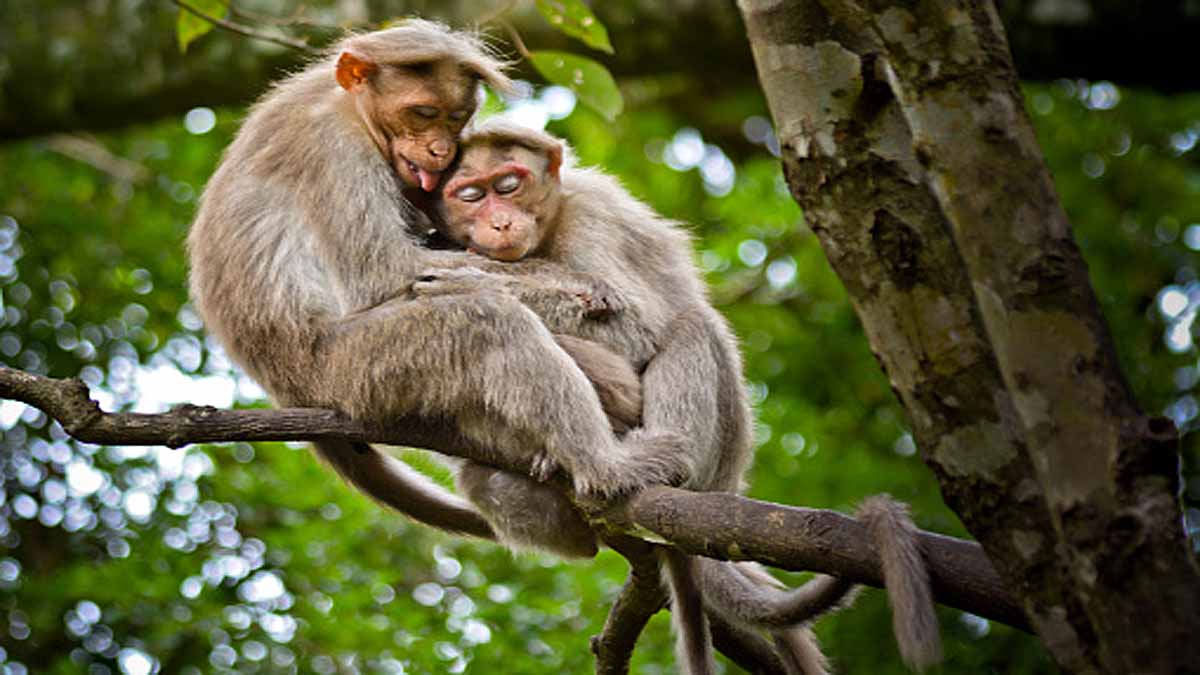 Do Animals Hug Each Other