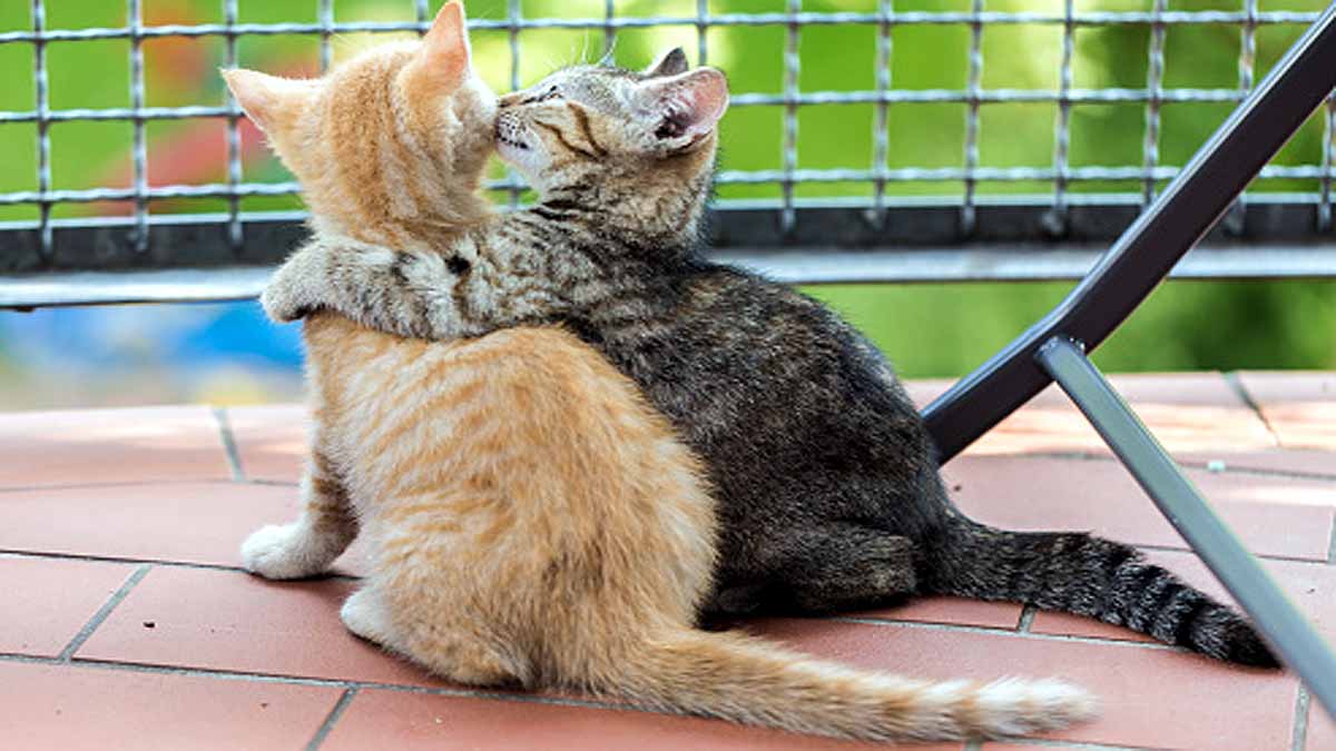 Do Animals Hug Each Other