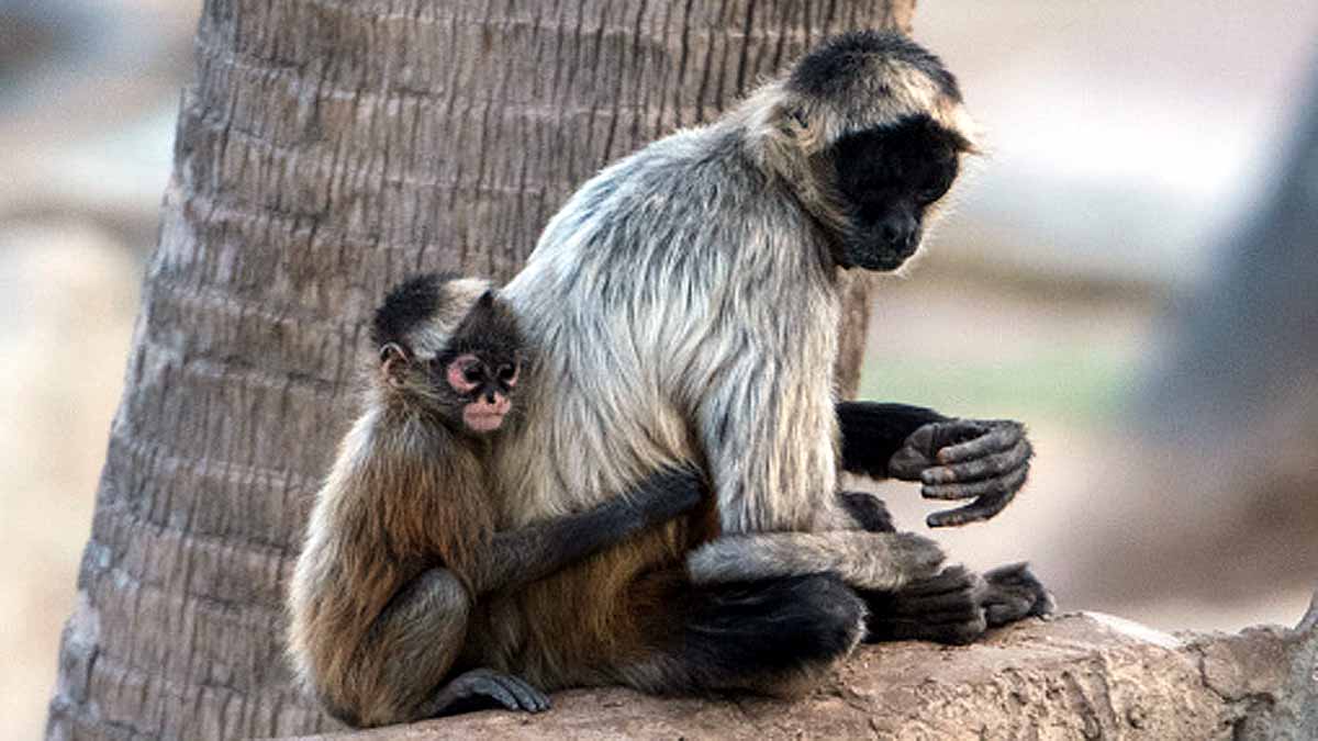 Do Animals Hug Each Other