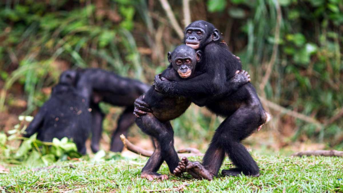 Do Animals Hug Each Other