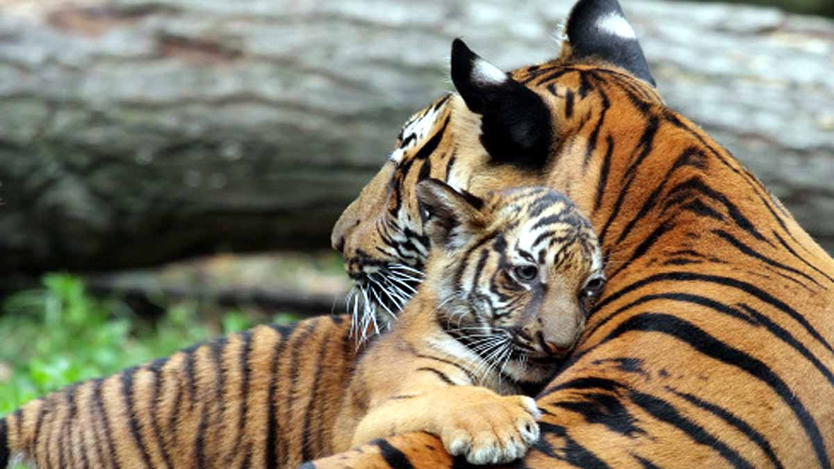 Do Animals Hug Each Other