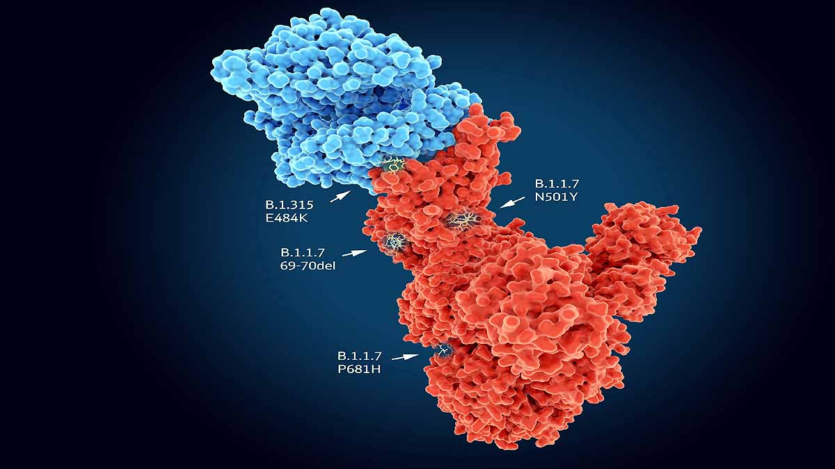 Covid-19 Positive After Recovery