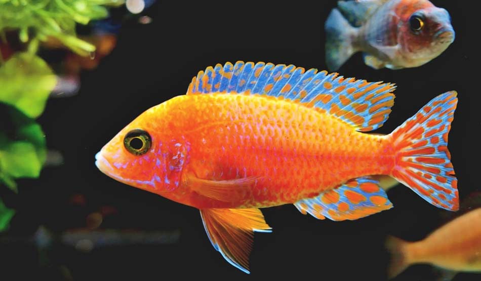 लिविंग रूम6