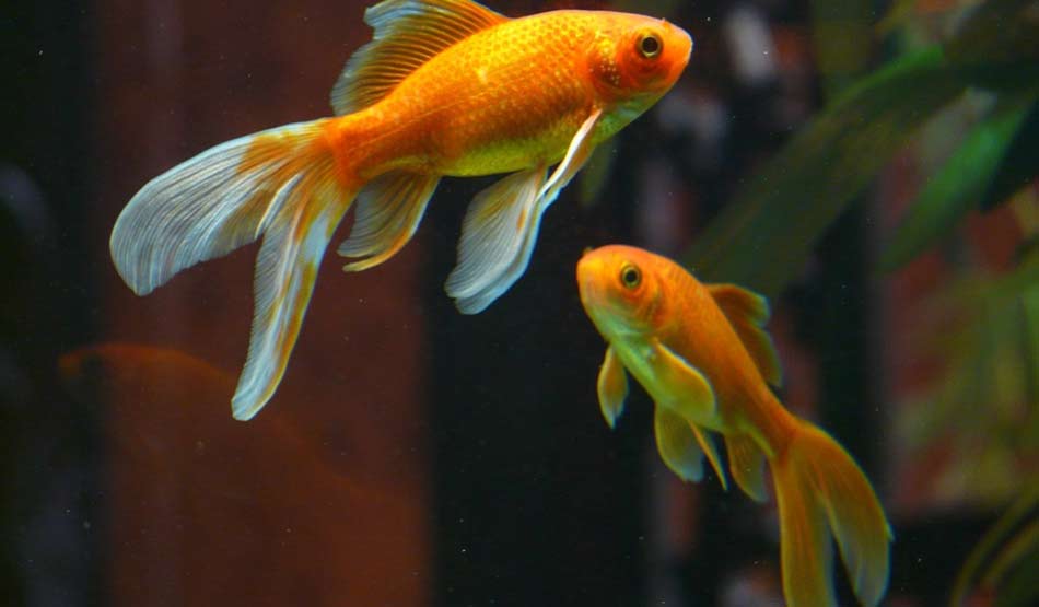  9 मछलियां 