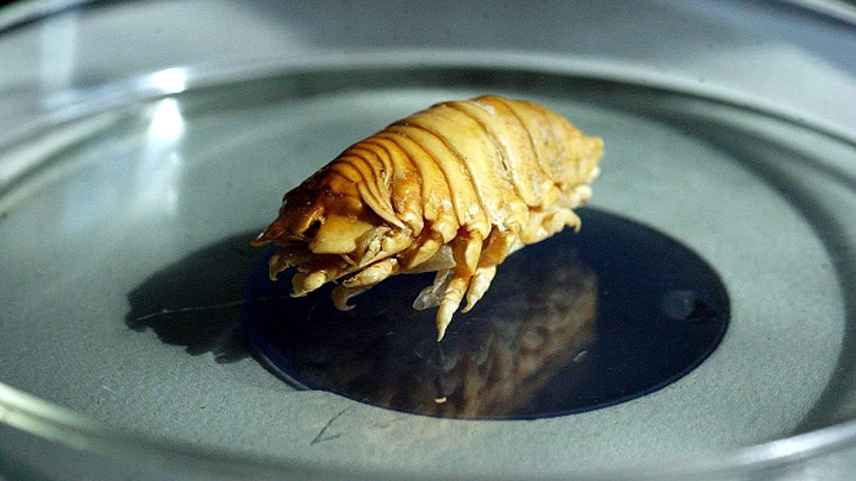 Tongue Eating Parasite